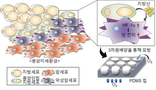 전양숙 서울대 교수 연구팀은 암 주위세포에 분비되는 유리지방산이 암세포 전이를 자극한다는 사실을 밝혀냈다. 그림은 암세포와 지방세포가 인접한 3차원 암 미세환경 모델을 구축, 암세포 전이과정에 대한 개념도.  한국연구재단 제공